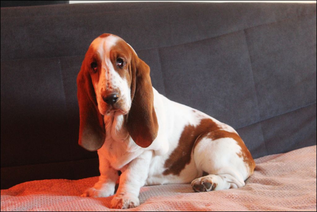 De La Flamme Sacrée D'Hestia - Chiot disponible  - Basset Hound