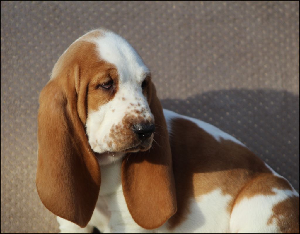 De La Flamme Sacrée D'Hestia - Chiot disponible  - Basset Hound