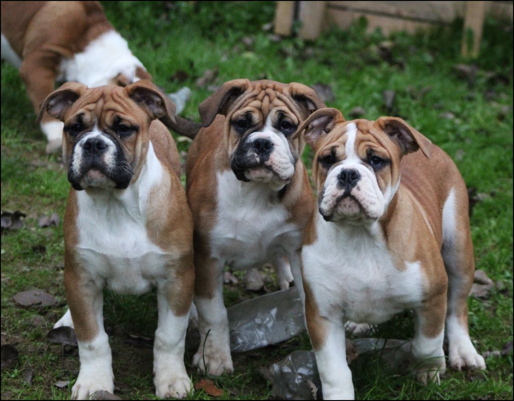 chiot Bulldog continental De La Flamme Sacrée D'Hestia