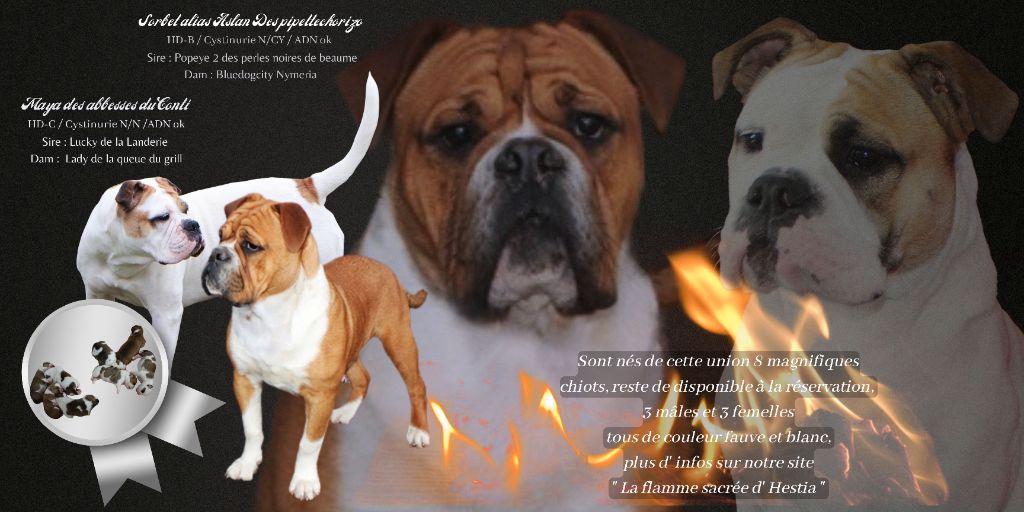 chiot Bulldog continental De La Flamme Sacrée D'Hestia