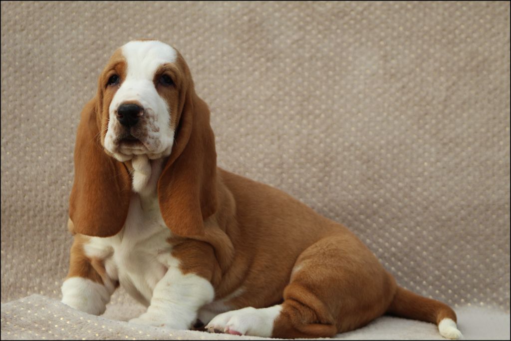 De La Flamme Sacrée D'Hestia - Chiot disponible  - Basset Hound