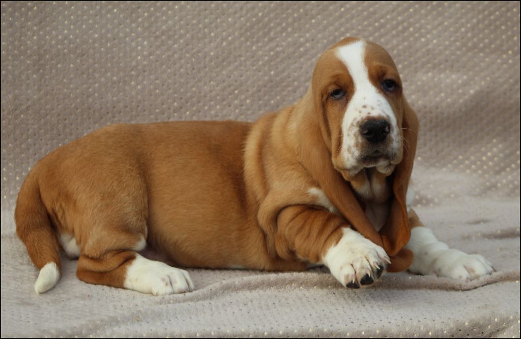 De La Flamme Sacrée D'Hestia - Chiot disponible  - Basset Hound