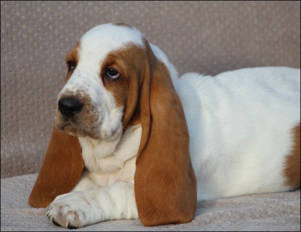 De La Flamme Sacrée D'Hestia - Chiot disponible  - Basset Hound