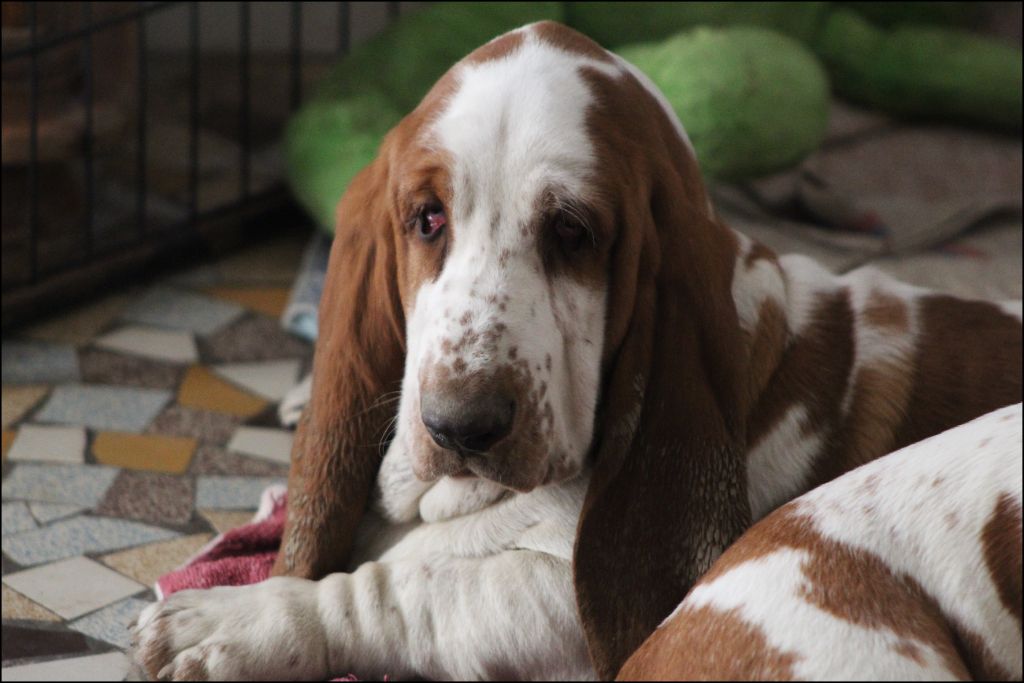 De La Flamme Sacrée D'Hestia - Chiot disponible  - Basset Hound