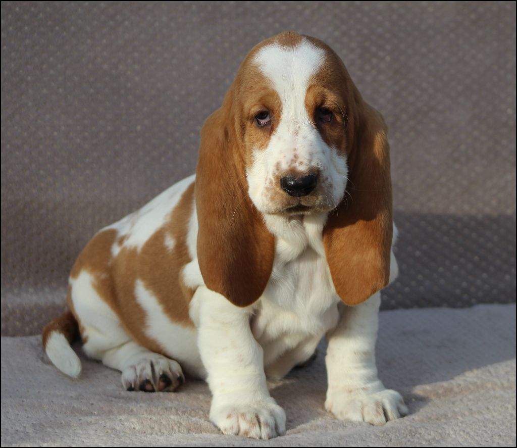 De La Flamme Sacrée D'Hestia - Chiot disponible  - Basset Hound