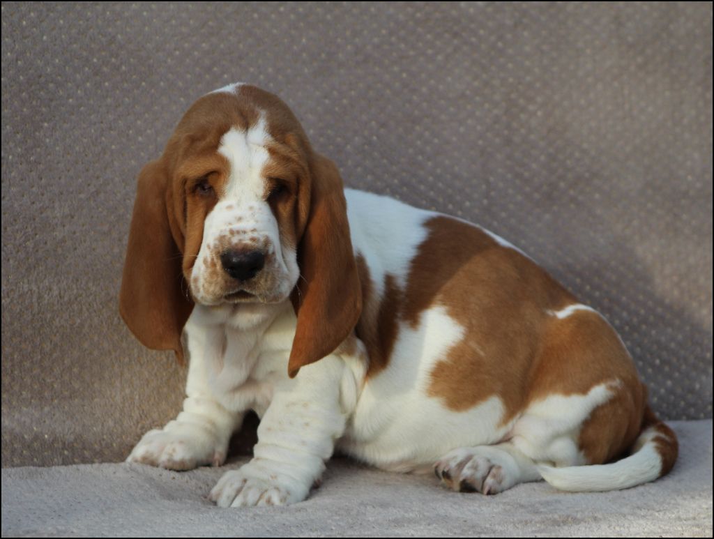 De La Flamme Sacrée D'Hestia - Chiot disponible  - Basset Hound