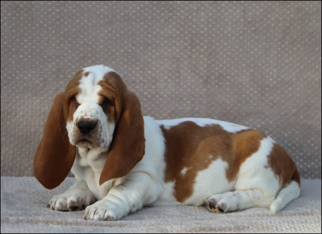 De La Flamme Sacrée D'Hestia - Chiot disponible  - Basset Hound