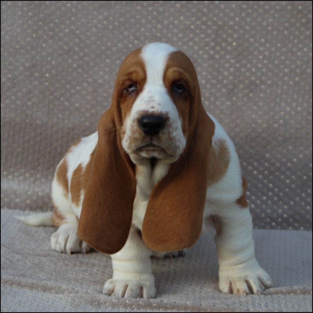 De La Flamme Sacrée D'Hestia - Chiot disponible  - Basset Hound