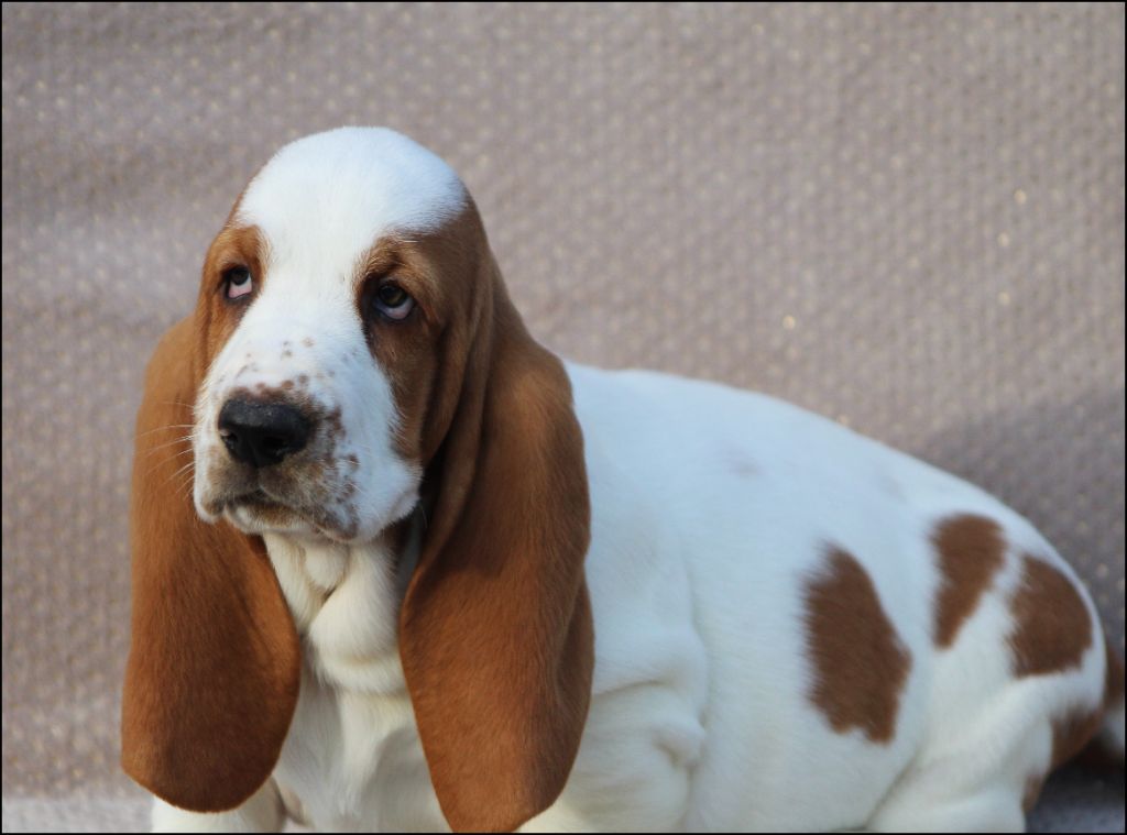 De La Flamme Sacrée D'Hestia - Chiot disponible  - Basset Hound