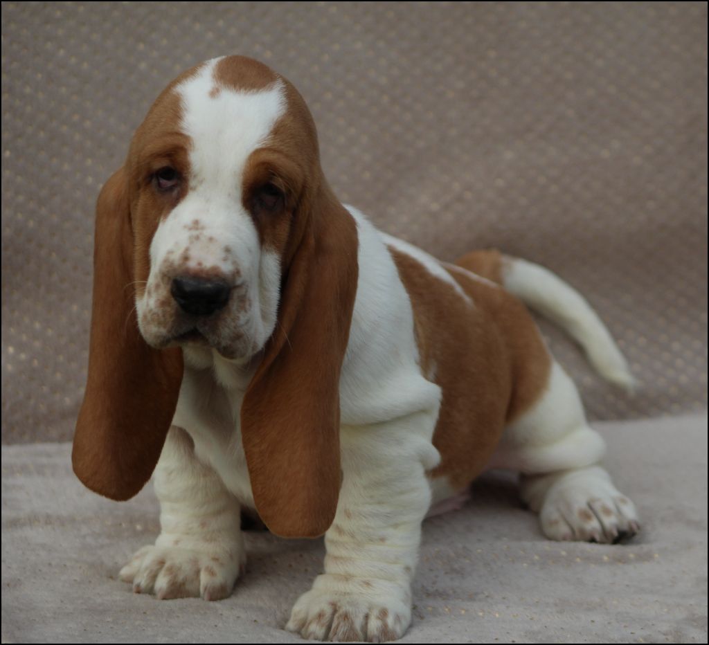 De La Flamme Sacrée D'Hestia - Chiot disponible  - Basset Hound