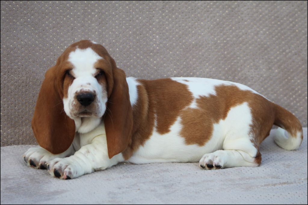 De La Flamme Sacrée D'Hestia - Chiot disponible  - Basset Hound