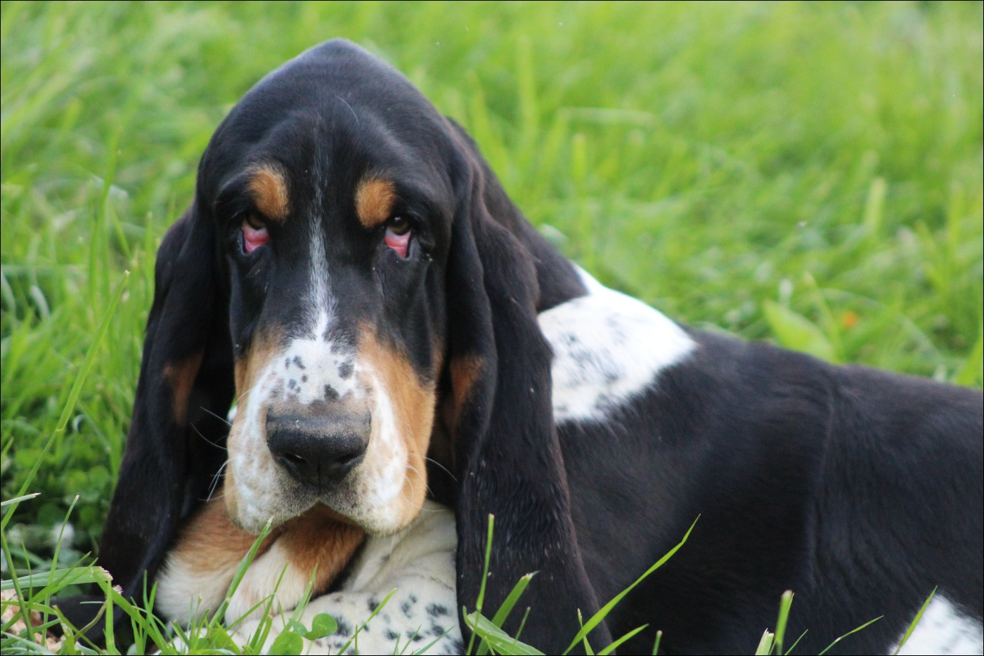 Arès du domaine de kérouant