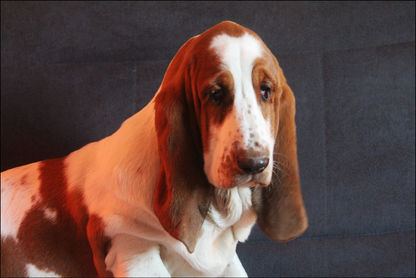 Victory De La Flamme Sacrée D'Hestia