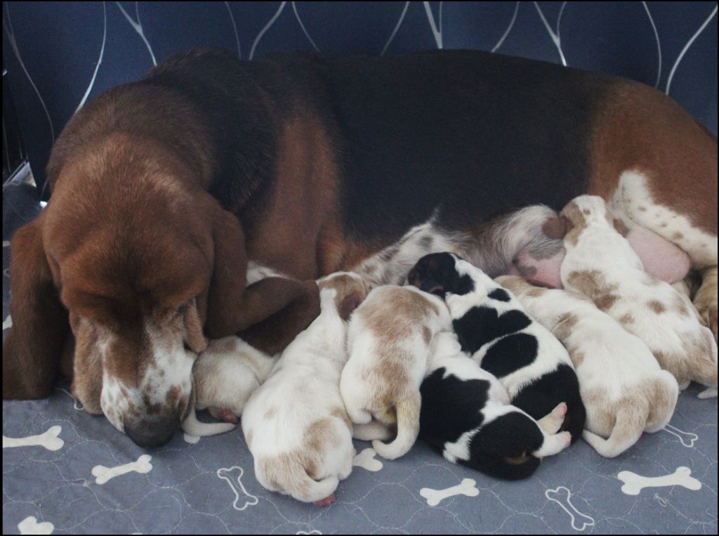 Les bébés sont nés !