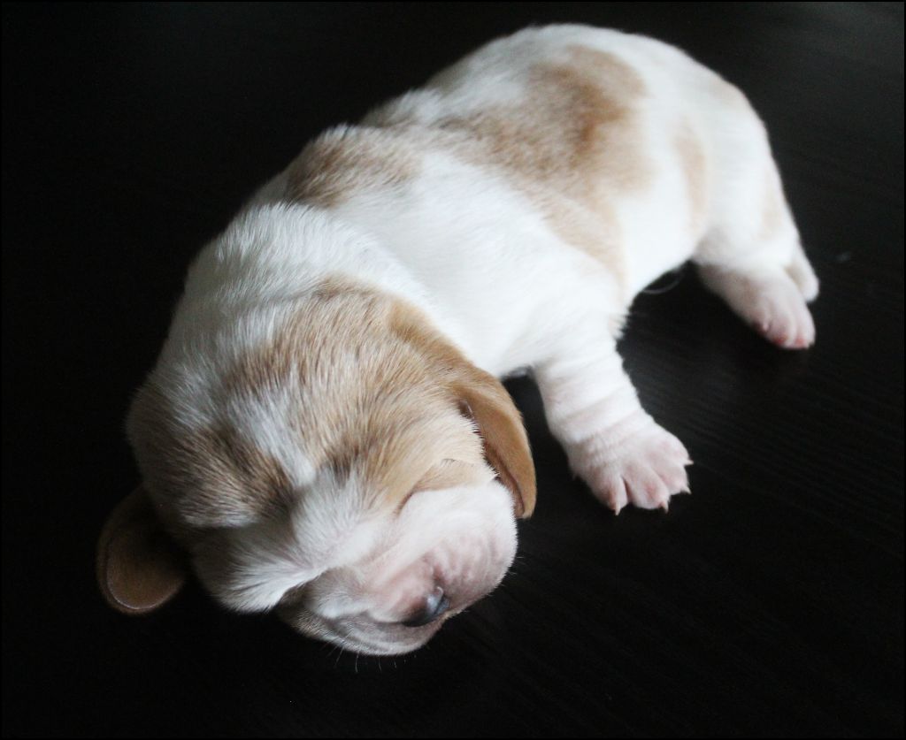 De La Flamme Sacrée D'Hestia - Chiots disponibles - Basset Hound