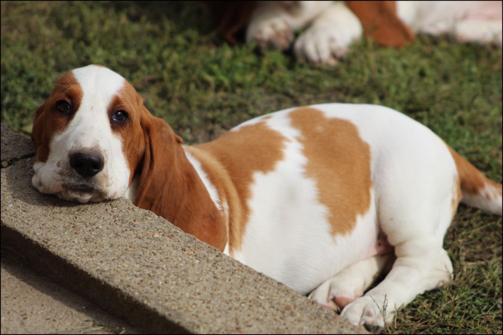 De La Flamme Sacrée D'Hestia - Chiots disponibles - Basset Hound