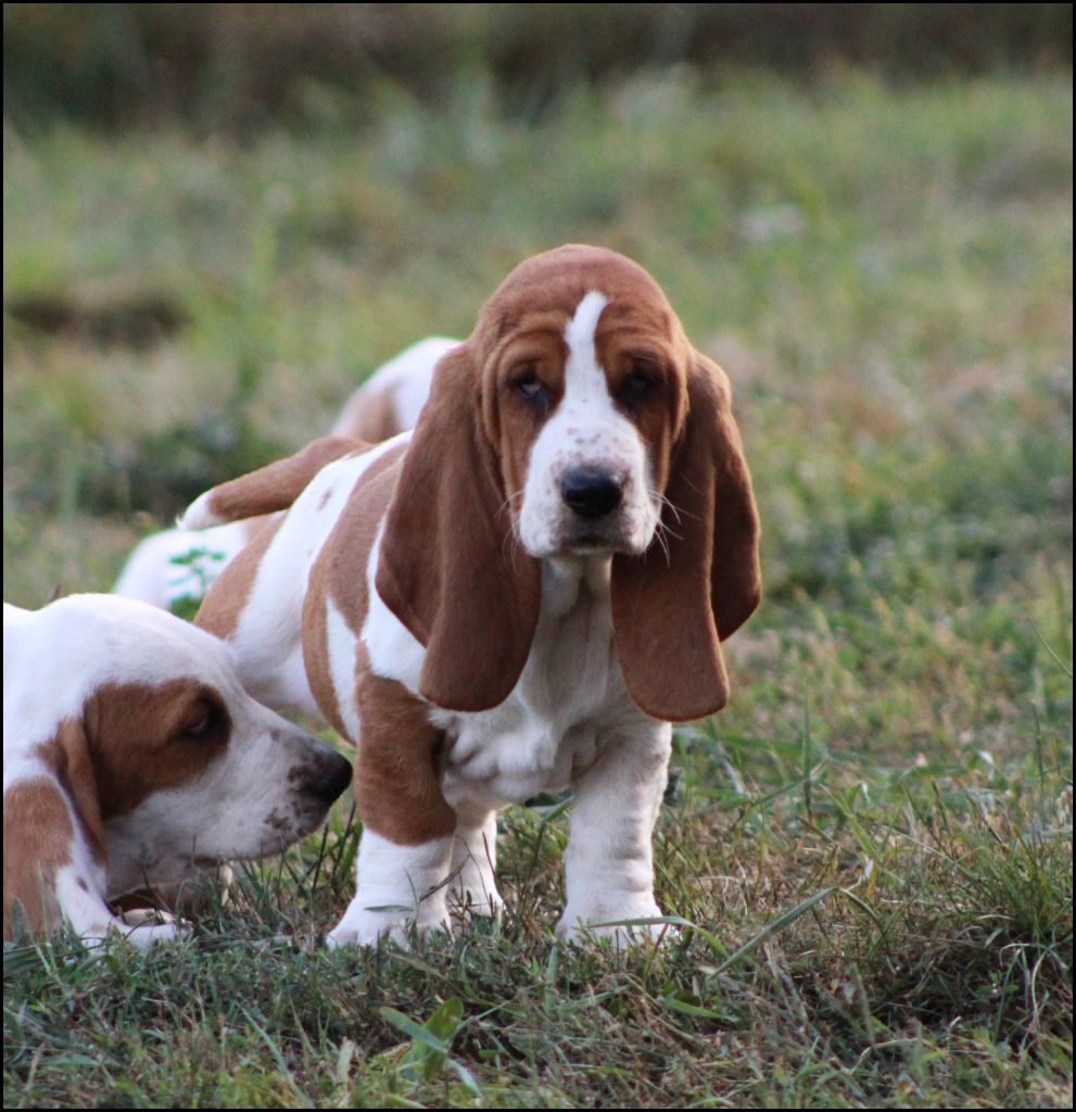 De La Flamme Sacrée D'Hestia - Chiots disponibles - Basset Hound