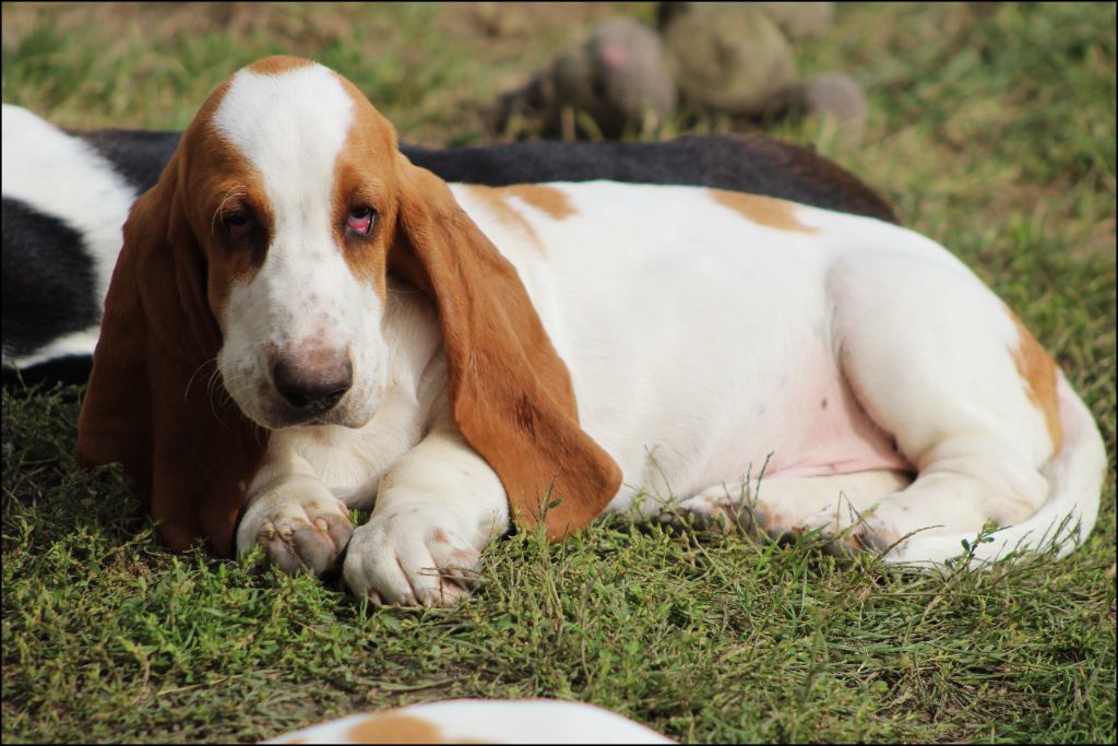 De La Flamme Sacrée D'Hestia - Chiots disponibles - Basset Hound