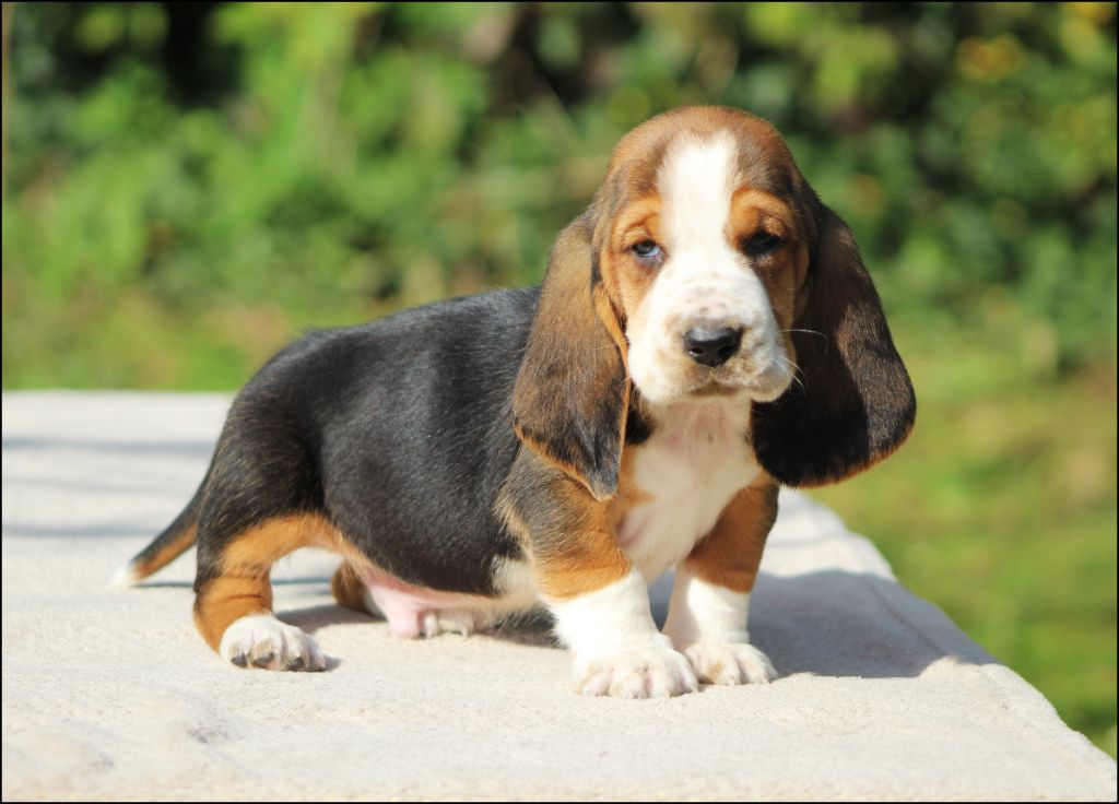 De La Flamme Sacrée D'Hestia - Chiots disponibles - Basset Hound