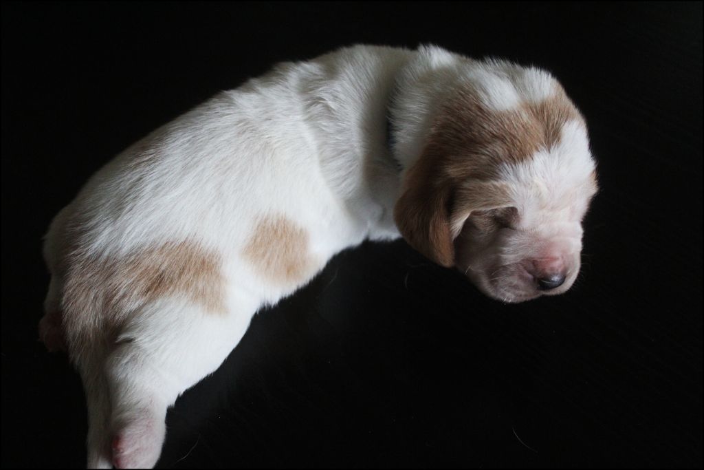 De La Flamme Sacrée D'Hestia - Chiots disponibles - Basset Hound