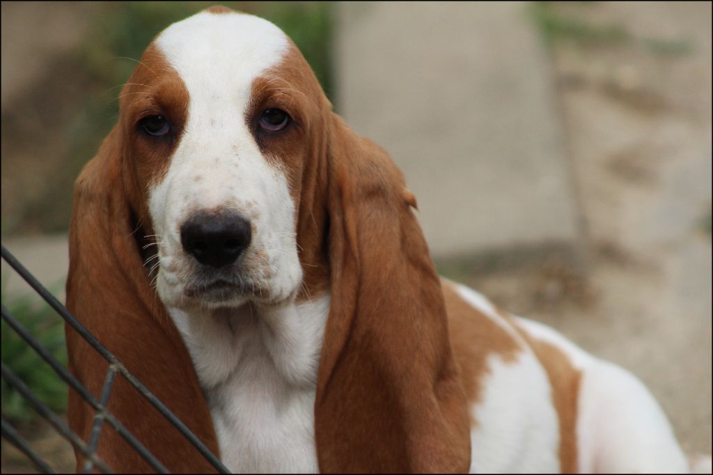 De La Flamme Sacrée D'Hestia - Chiots disponibles - Basset Hound