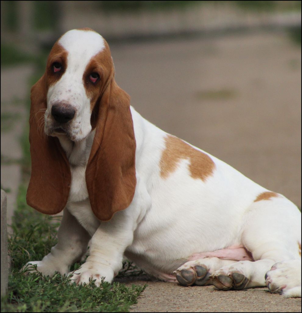 De La Flamme Sacrée D'Hestia - Chiots disponibles - Basset Hound