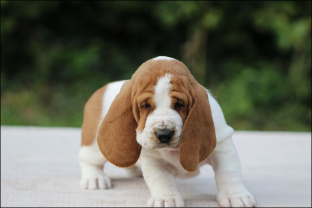 De La Flamme Sacrée D'Hestia - Basset Hound - Portée née le 30/08/2025