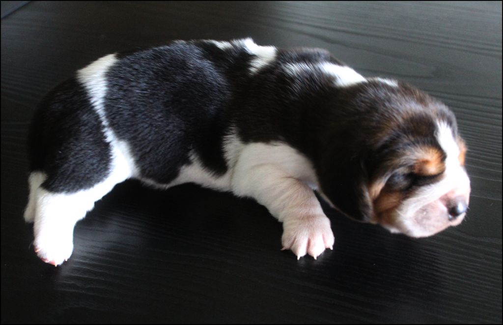 De La Flamme Sacrée D'Hestia - Chiots disponibles - Basset Hound