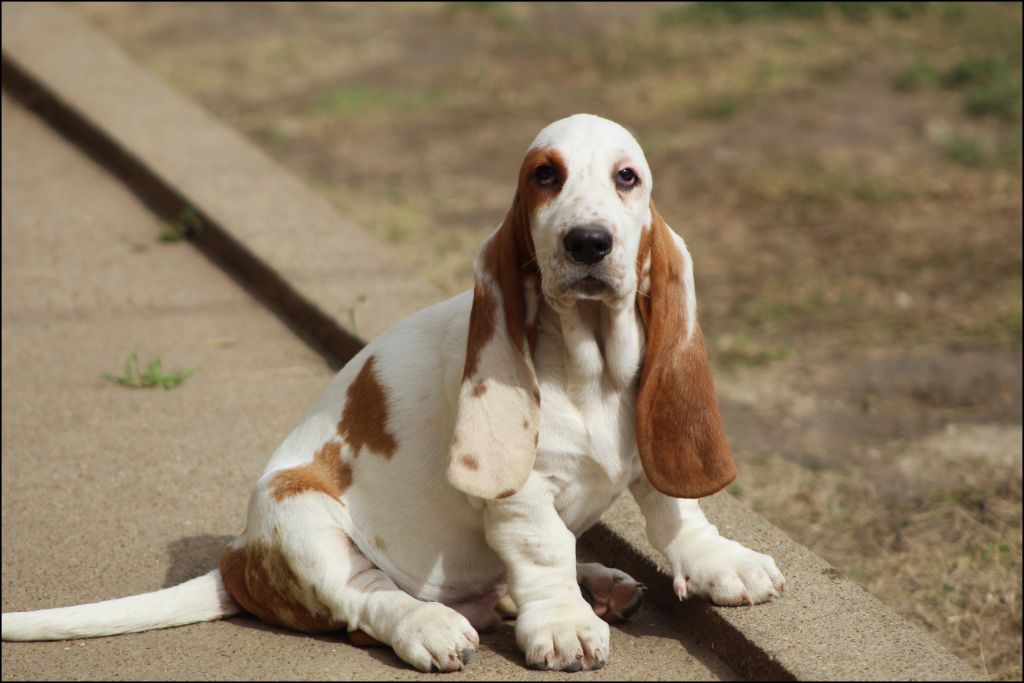 De La Flamme Sacrée D'Hestia - Chiots disponibles - Basset Hound