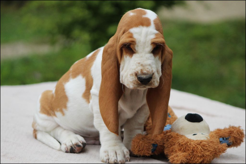 De La Flamme Sacrée D'Hestia - Chiots disponibles - Basset Hound