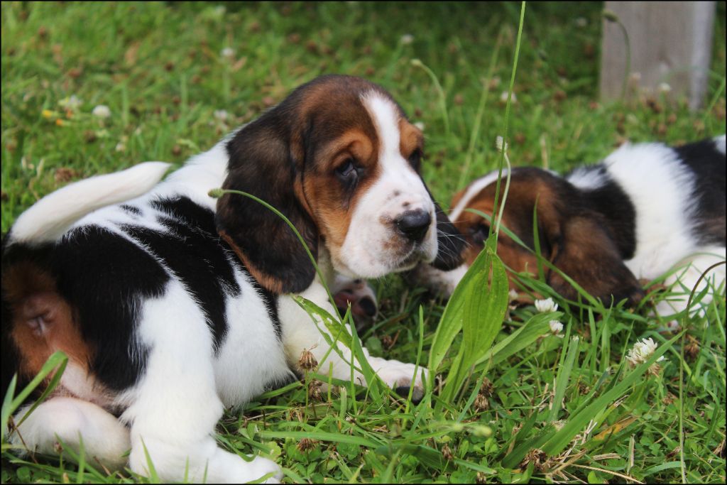 De La Flamme Sacrée D'Hestia - Chiots disponibles - Basset Hound