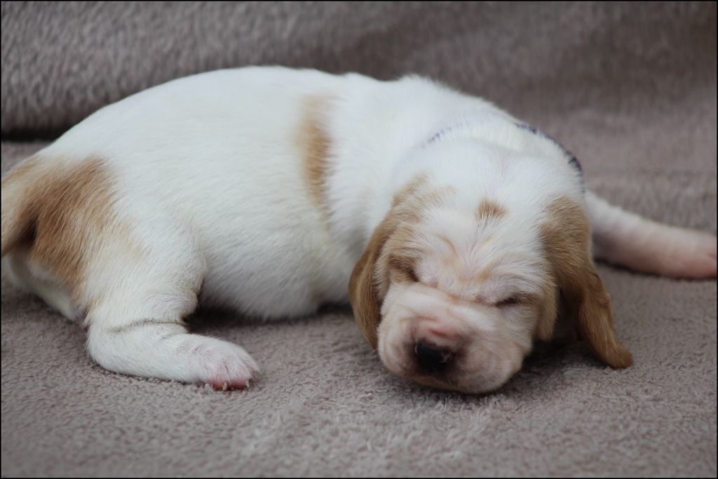 De La Flamme Sacrée D'Hestia - Chiots disponibles - Basset Hound