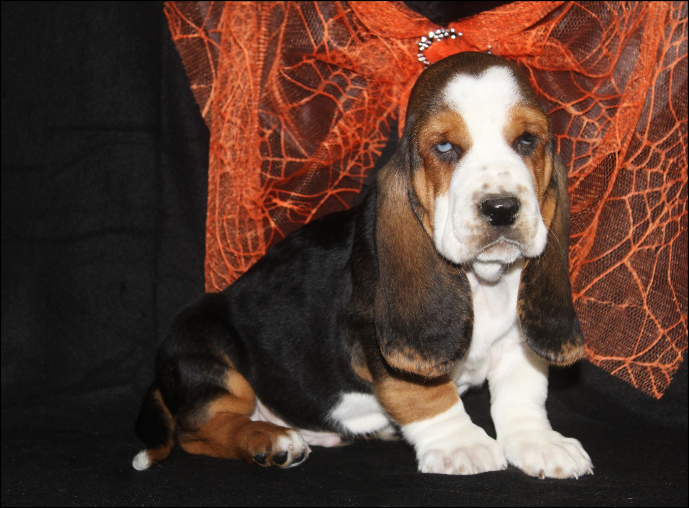 De La Flamme Sacrée D'Hestia - Chiots disponibles - Basset Hound