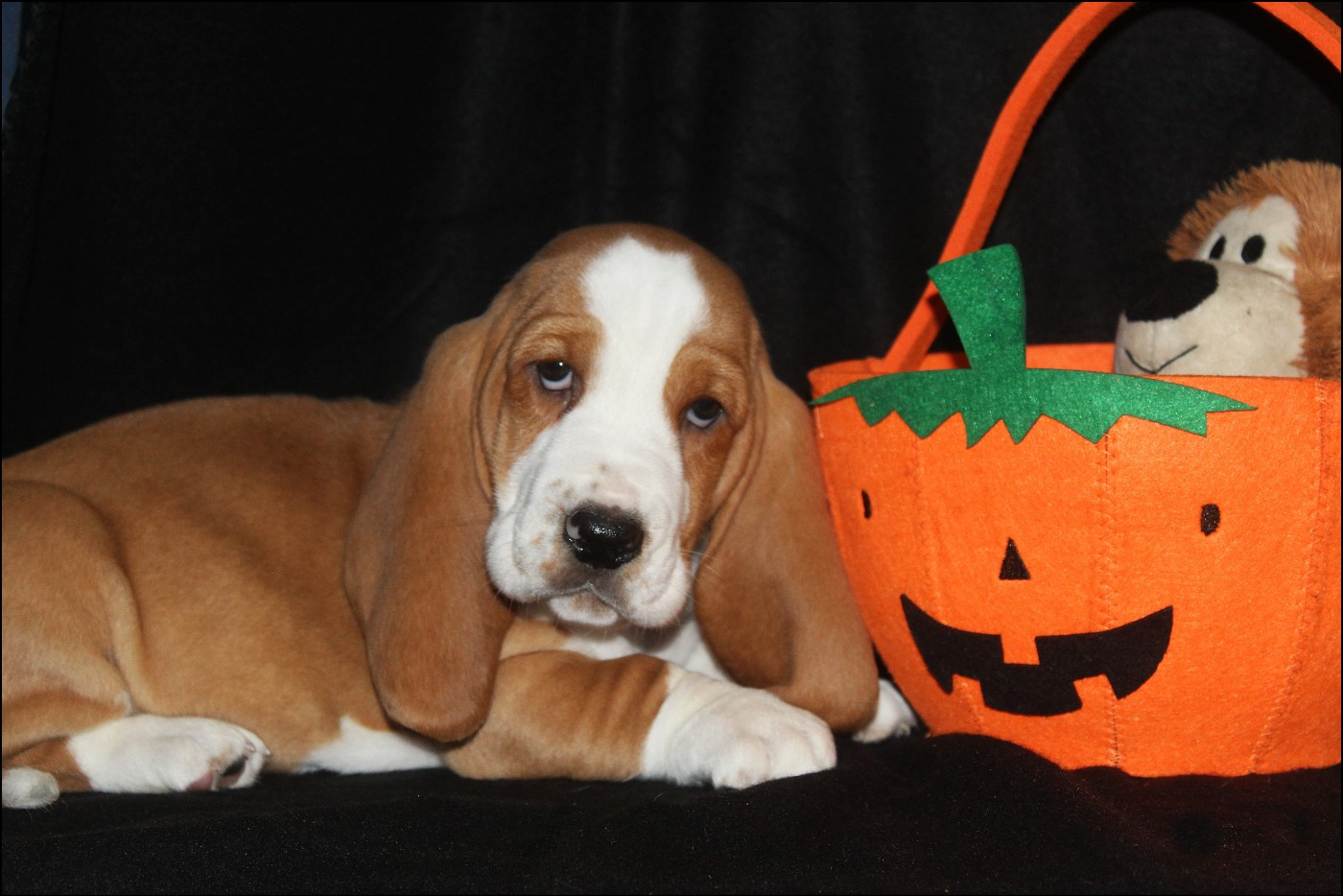 De La Flamme Sacrée D'Hestia - Chiots disponibles - Basset Hound