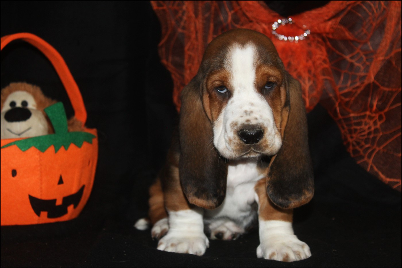 De La Flamme Sacrée D'Hestia - Chiots disponibles - Basset Hound