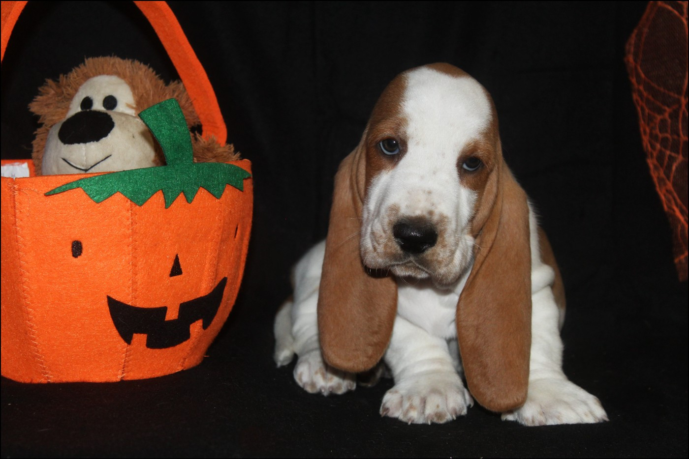 De La Flamme Sacrée D'Hestia - Chiots disponibles - Basset Hound