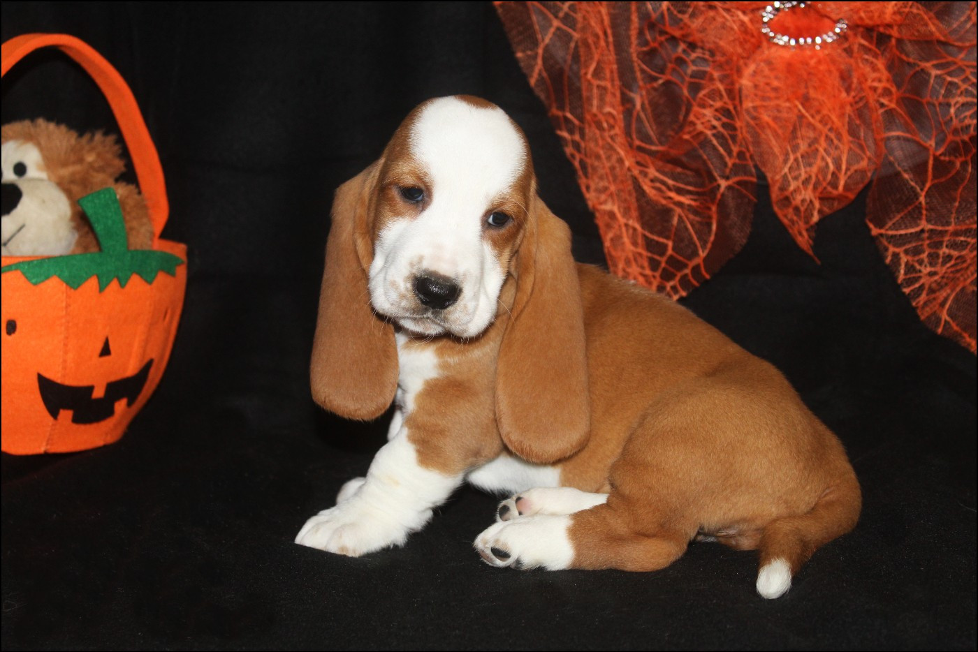 De La Flamme Sacrée D'Hestia - Chiots disponibles - Basset Hound
