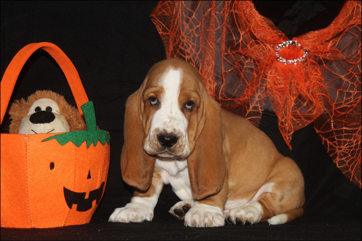 De La Flamme Sacrée D'Hestia - Chiots disponibles - Basset Hound