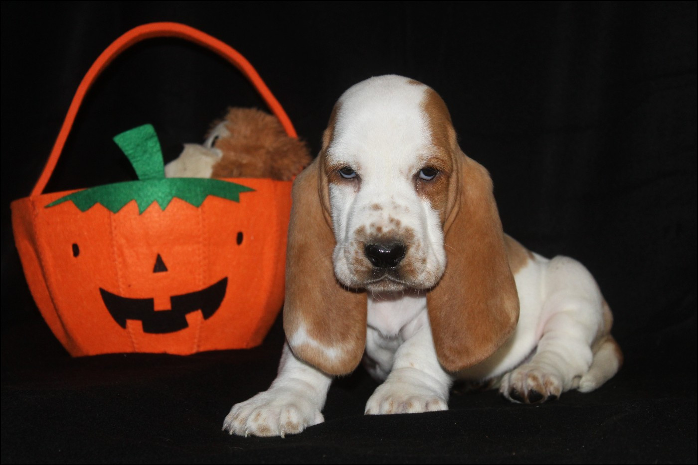 De La Flamme Sacrée D'Hestia - Chiots disponibles - Basset Hound