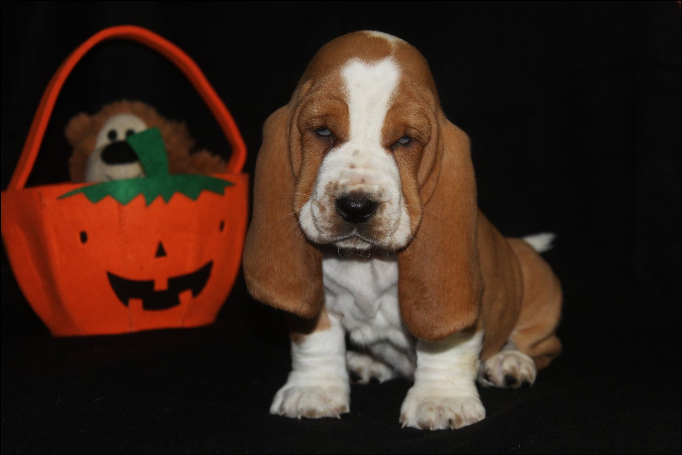 De La Flamme Sacrée D'Hestia - Chiots disponibles - Basset Hound