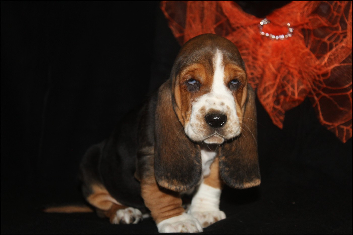 De La Flamme Sacrée D'Hestia - Chiots disponibles - Basset Hound