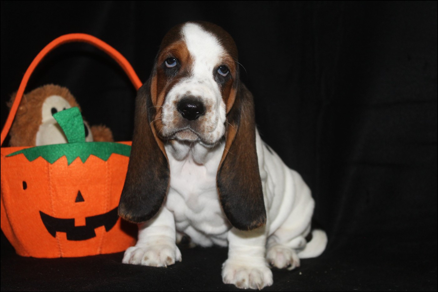 De La Flamme Sacrée D'Hestia - Chiots disponibles - Basset Hound