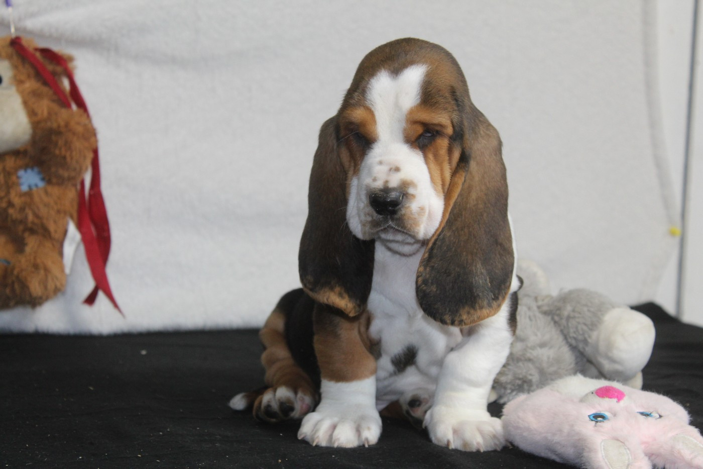 De La Flamme Sacrée D'Hestia - Chiots disponibles - Basset Hound