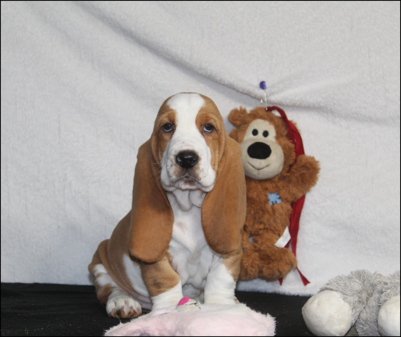 De La Flamme Sacrée D'Hestia - Chiots disponibles - Basset Hound