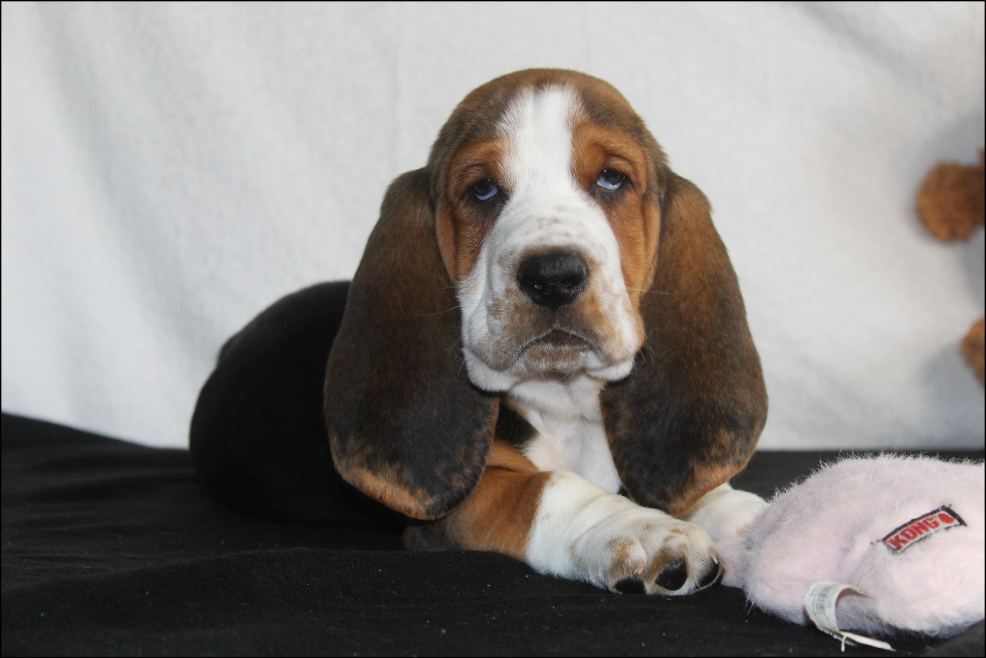 De La Flamme Sacrée D'Hestia - Chiots disponibles - Basset Hound
