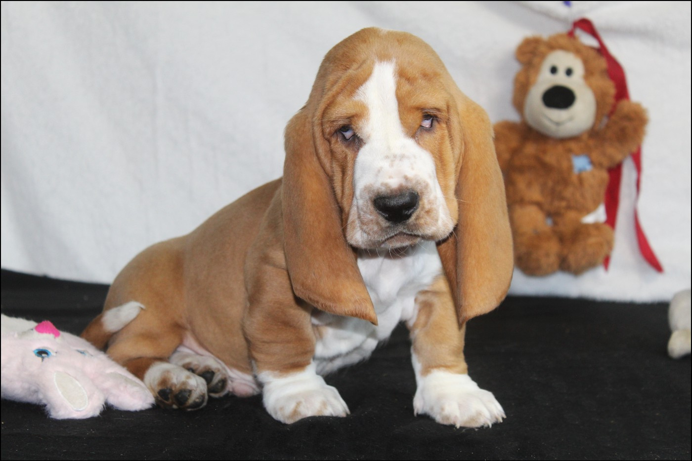 De La Flamme Sacrée D'Hestia - Chiots disponibles - Basset Hound