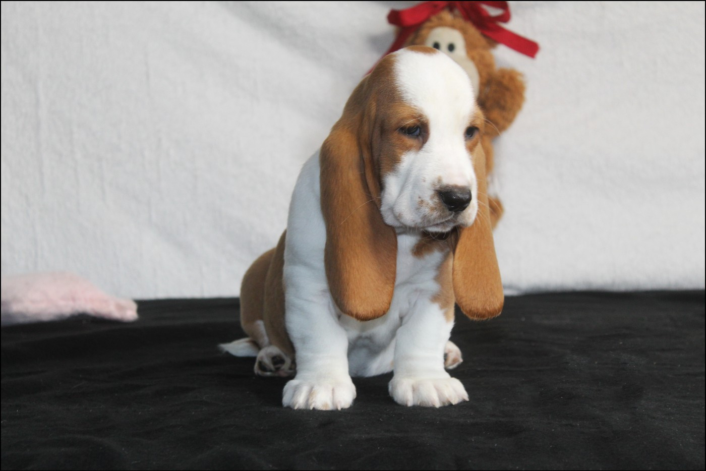 De La Flamme Sacrée D'Hestia - Chiots disponibles - Basset Hound