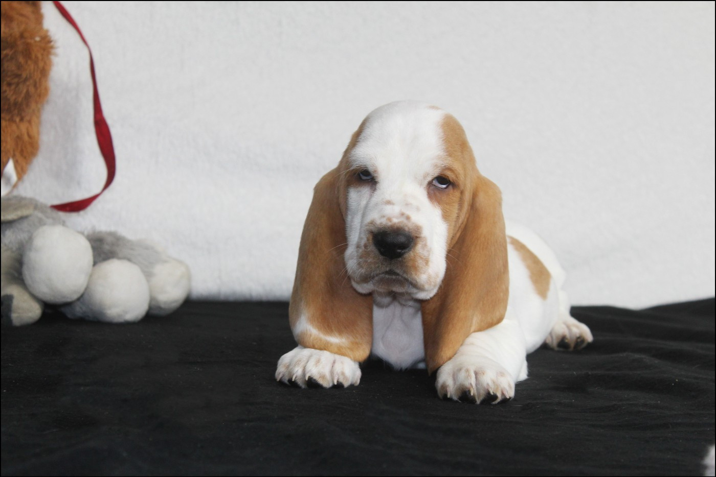 De La Flamme Sacrée D'Hestia - Chiots disponibles - Basset Hound