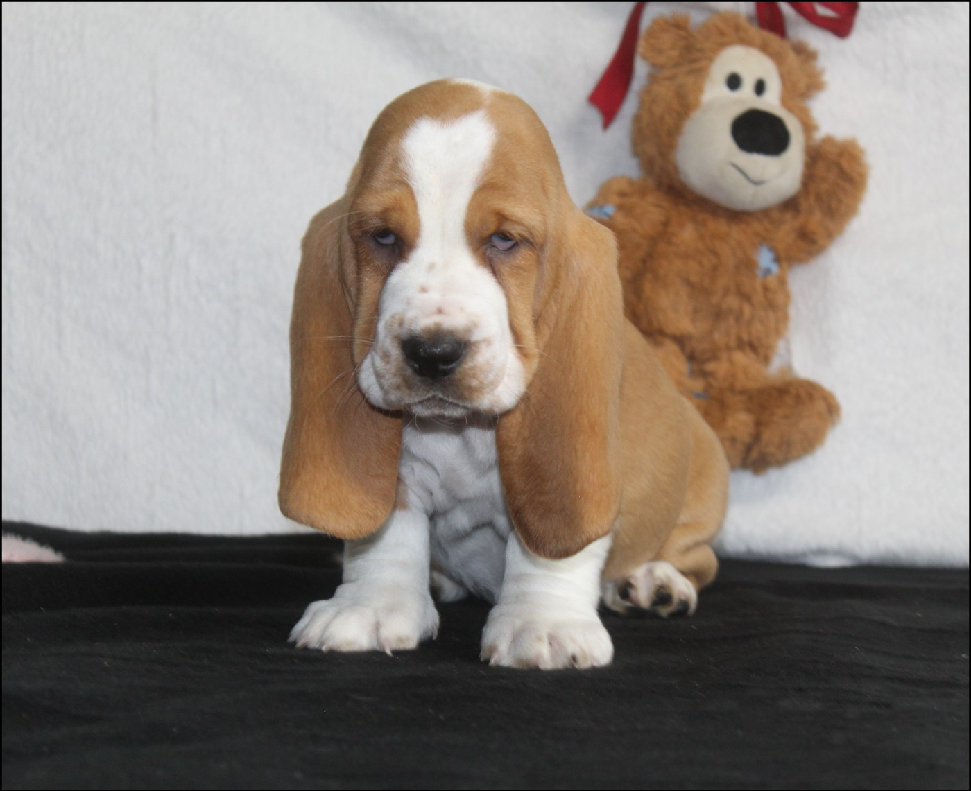 De La Flamme Sacrée D'Hestia - Chiots disponibles - Basset Hound