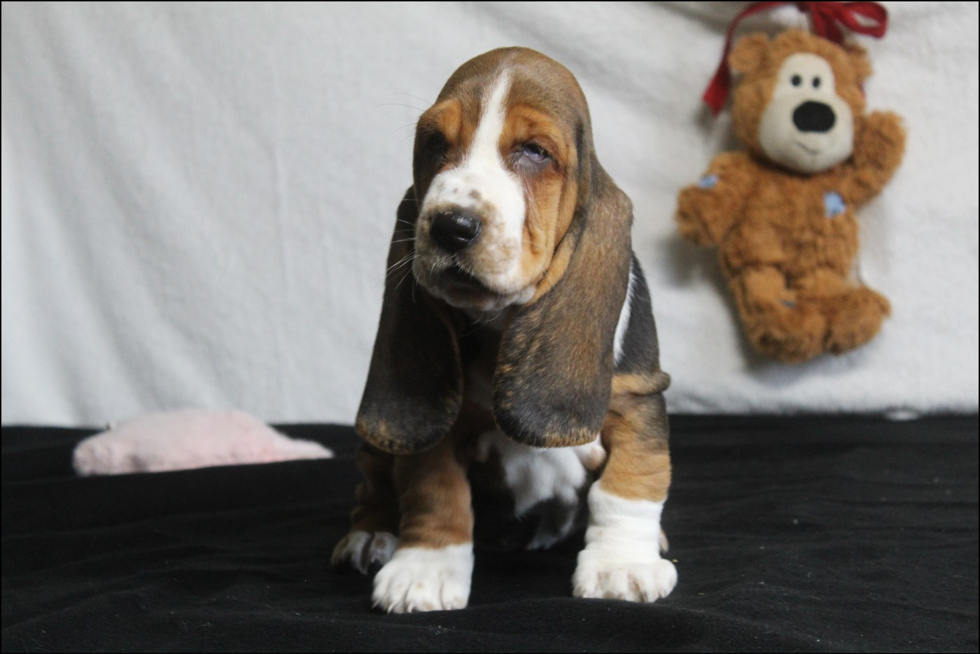 De La Flamme Sacrée D'Hestia - Chiots disponibles - Basset Hound